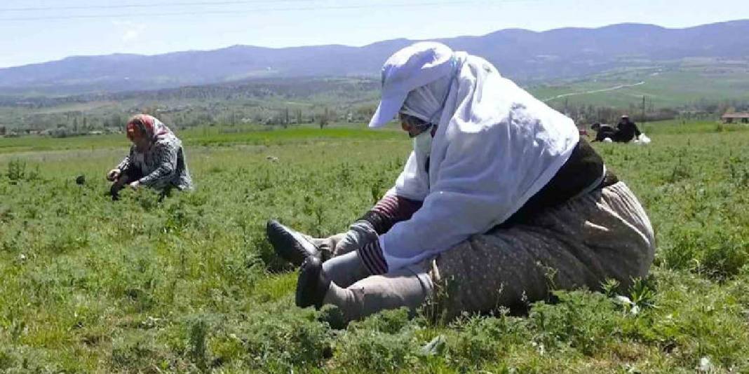 Sezon başladı, kadınlar yeşilliğe çıktı: Bıçak yardımıyla tek tek toplanıyor 1
